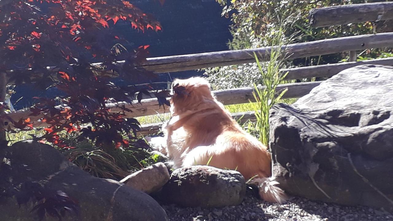 Chalet Gotthelf Gartenstudio, Ferien Mit Hund Adelboden Exterior photo